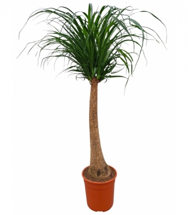Beaucarnea