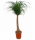 Beaucarnea