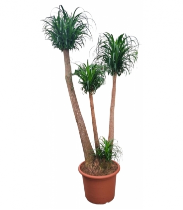 Beaucarnea