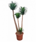Beaucarnea