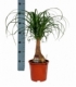 Beaucarnea