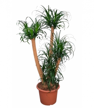 Beaucarnea