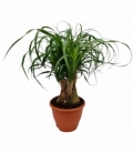 Beaucarnea