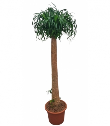 Beaucarnea