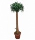 Beaucarnea