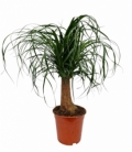 Beaucarnea
