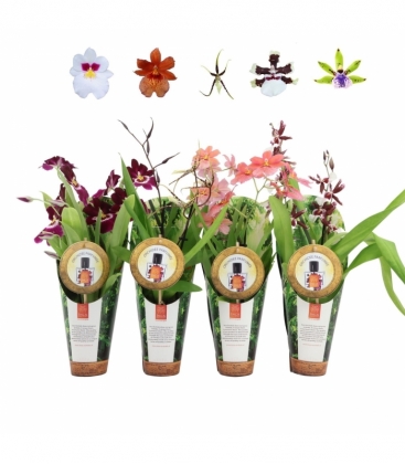 Orchids