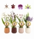 Orchids