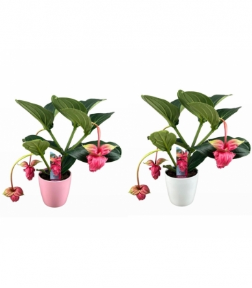 Medinilla