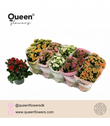 Kalanchoe