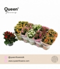 Kalanchoe