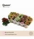 Kalanchoe