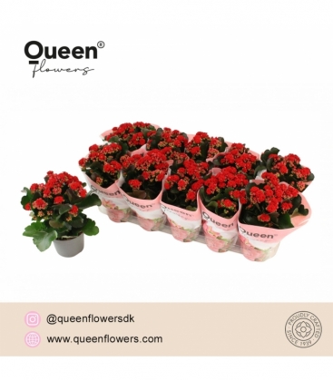 Kalanchoe