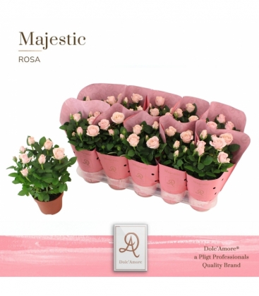 Rosa