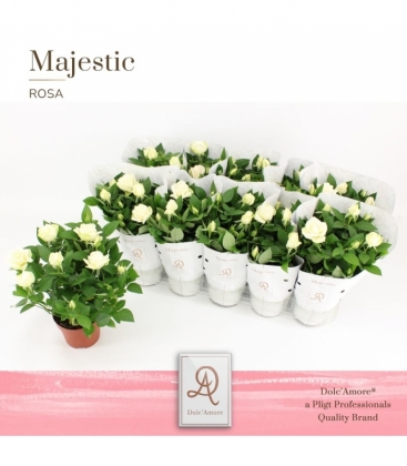 Rosa
