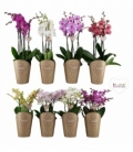 Phalaenopsis