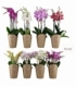 Phalaenopsis