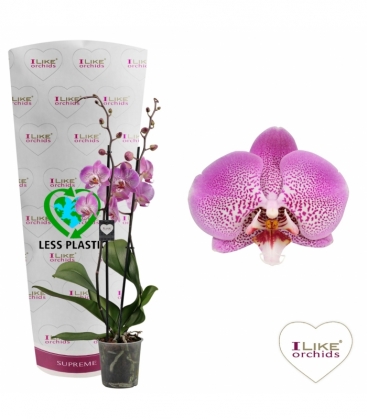Phalaenopsis