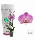 Phalaenopsis