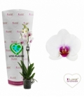 Phalaenopsis