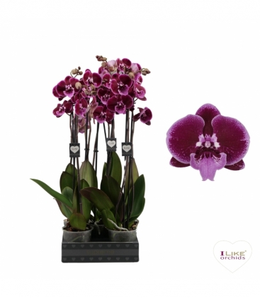 Phalaenopsis