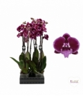 Phalaenopsis