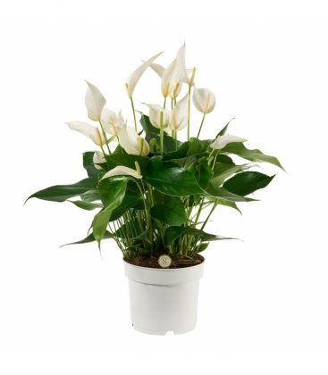 Anthurium