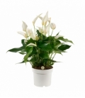 Anthurium