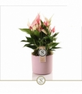 Anthurium
