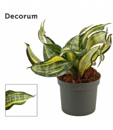 Sansevieria