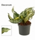 Sansevieria