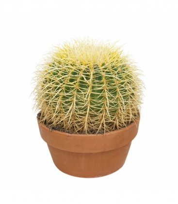 Echinocactus