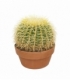 Echinocactus