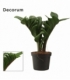 Zamioculcas