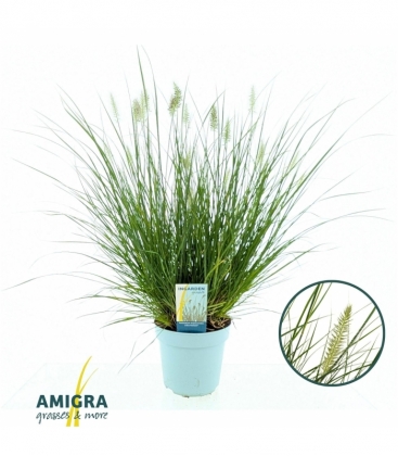 Pennisetum