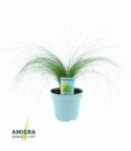 Stipa