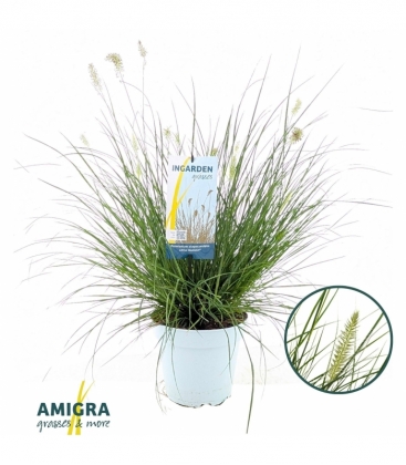 Pennisetum