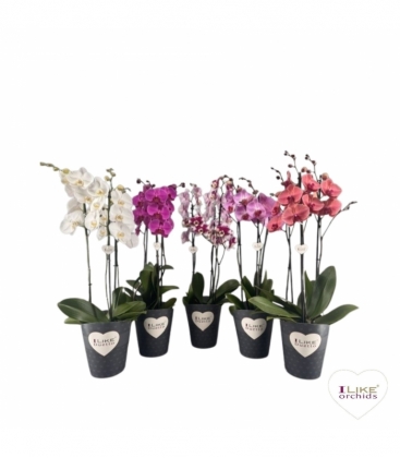 Phalaenopsis