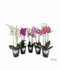 Phalaenopsis