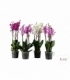 Phalaenopsis