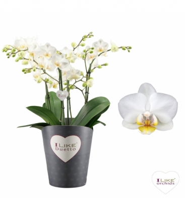 Phalaenopsis