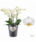 Phalaenopsis