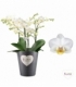 Phalaenopsis