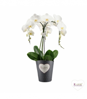 Phalaenopsis