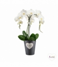 Phalaenopsis