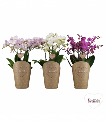 Phalaenopsis