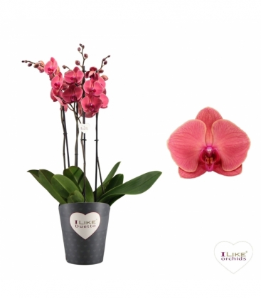Phalaenopsis