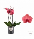 Phalaenopsis