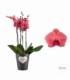 Phalaenopsis