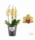 Phalaenopsis